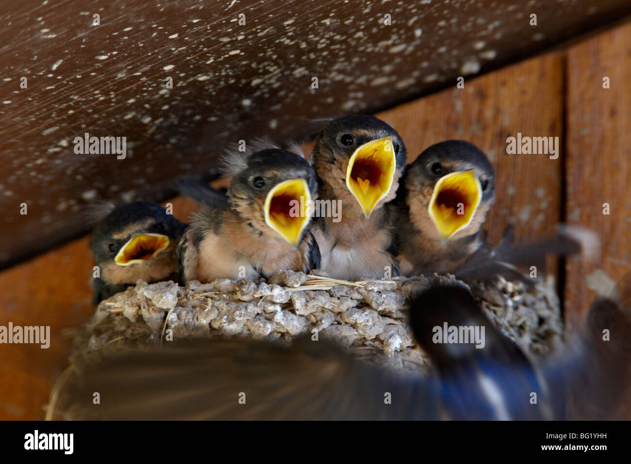 Cuatro la golondrina (Hirundo rustica) polluelos sonará como padre enfoques nido con comida, el Parque Estatal Custer, Dakota del Sur, EE.UU. Foto de stock