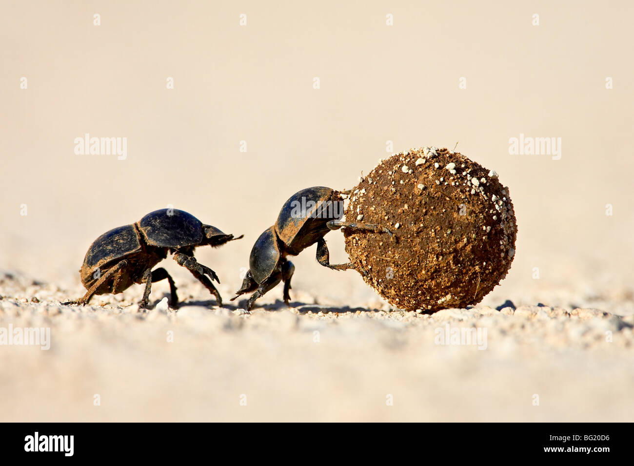 Dos de los escarabajos del estiércol rodar una pelota, Parque Nacional de Elefantes Addo, Sudáfrica, África Foto de stock