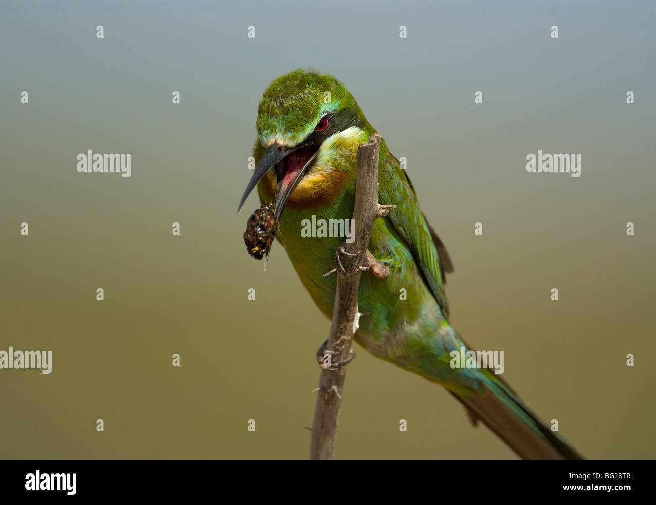 Worm in mouth fotografías e imágenes de alta resolución - Alamy