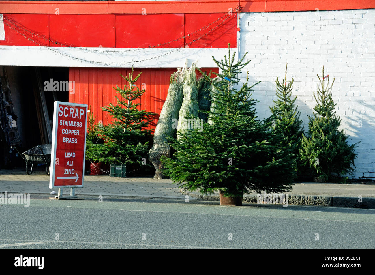 Los árboles de Navidad para la venta en la calle junto a un signo de chatarra de Highbury Islington, Londres, Inglaterra Foto de stock