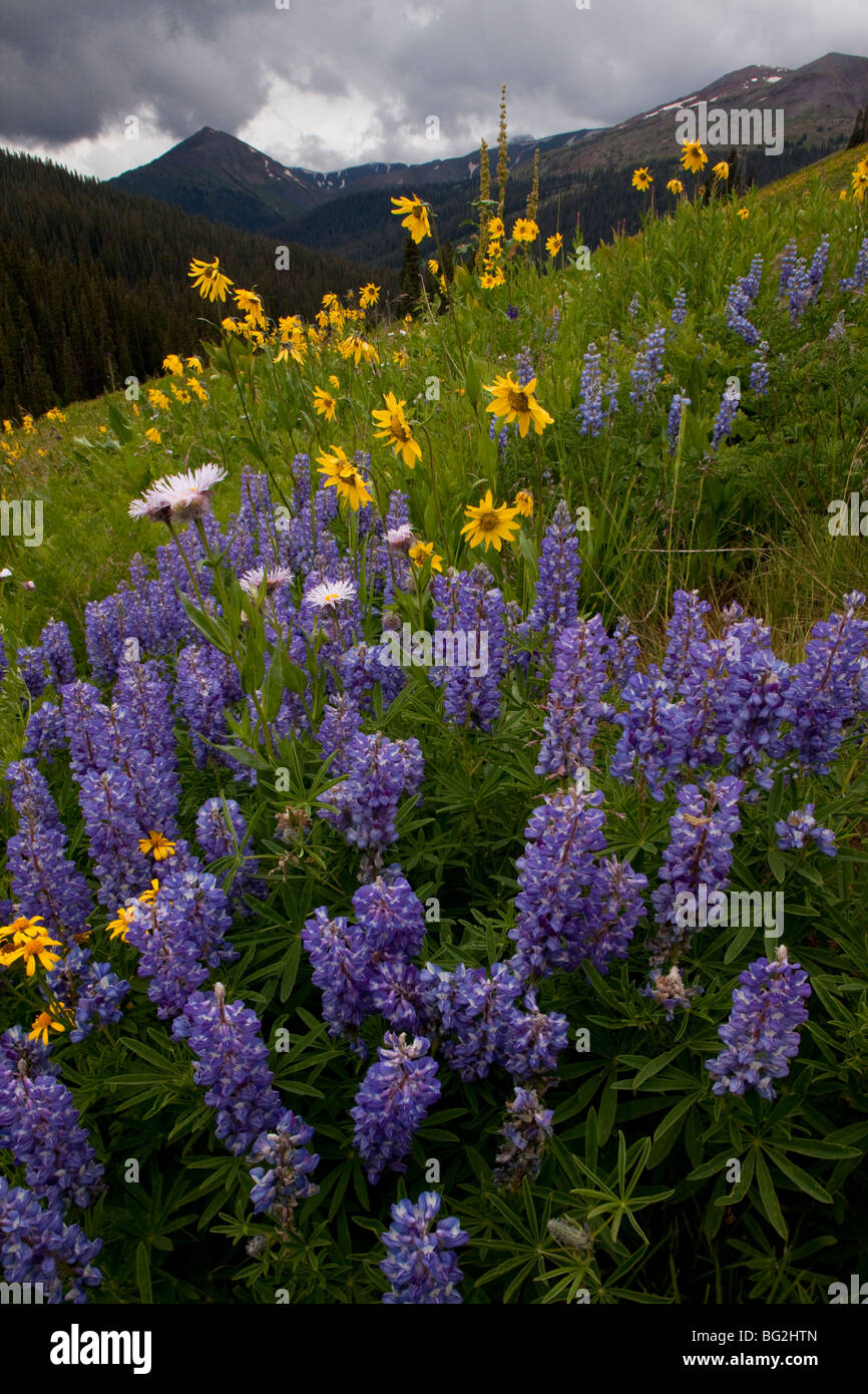 Espectacular exhibición de verano flores de montaña, incluyendo plateado altramuz Lupinus argenteus West granate pasar trail, Rockies Foto de stock