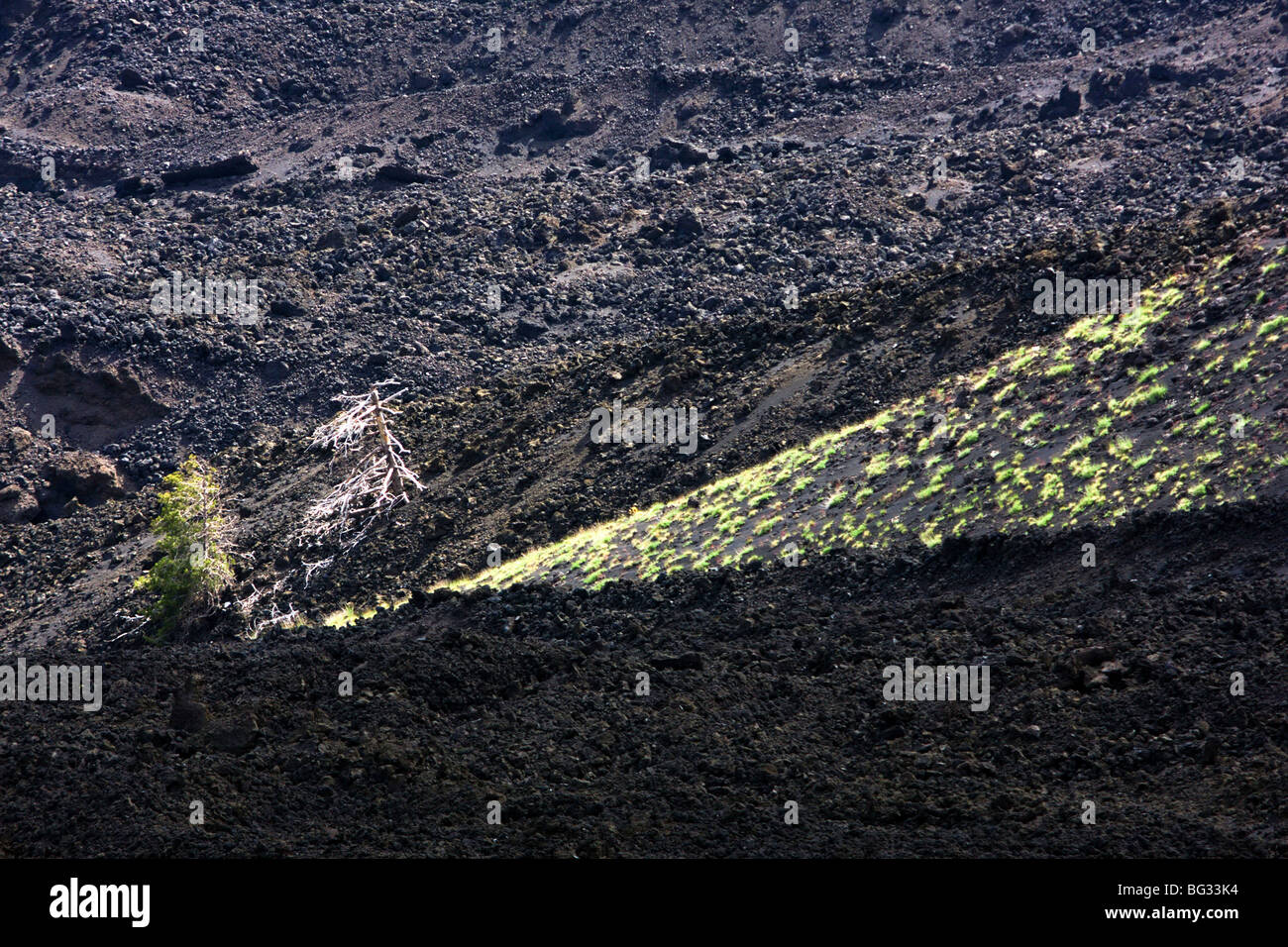 Italia, Sicilia, el Etna la vegetación crece en el fresco lava Foto de stock