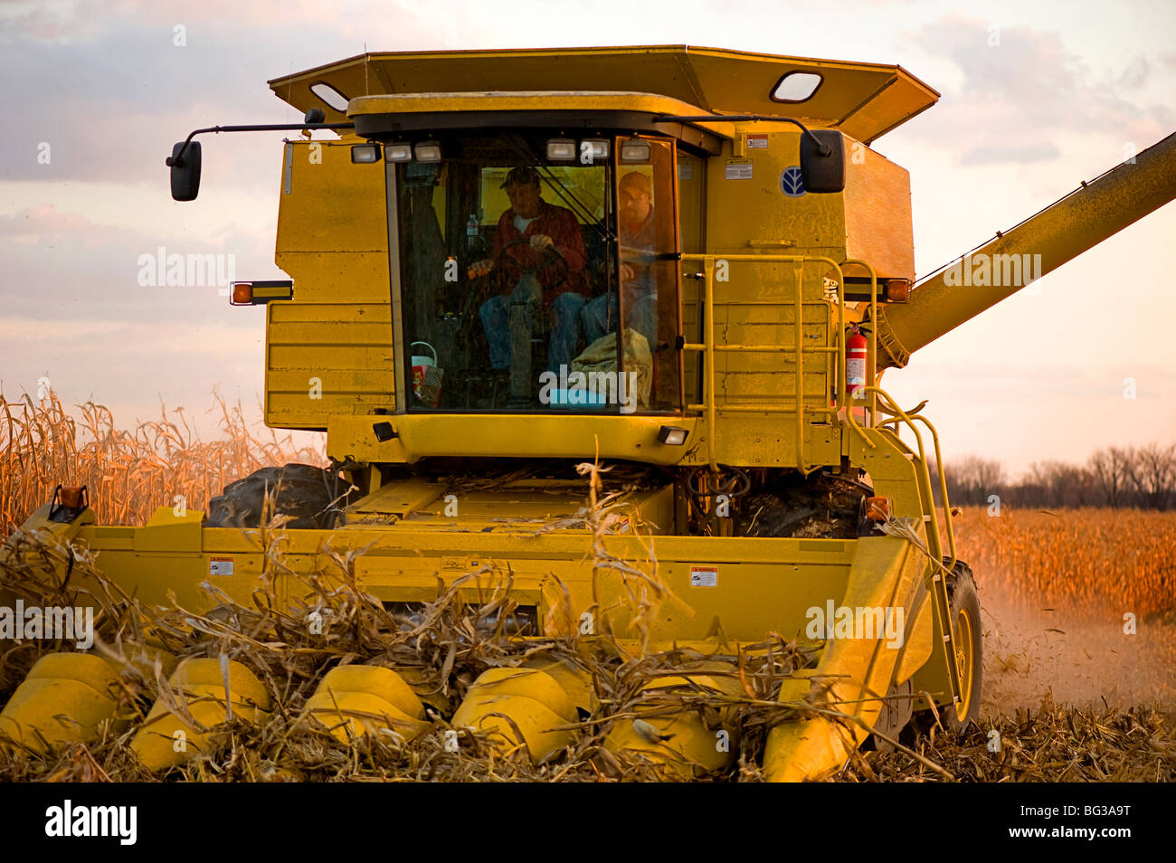 Un agricultor y un amigo terminar una fila de maíz como se apresuran a completar la cosecha de maíz en el medio oeste de Estados Unidos. Foto de stock
