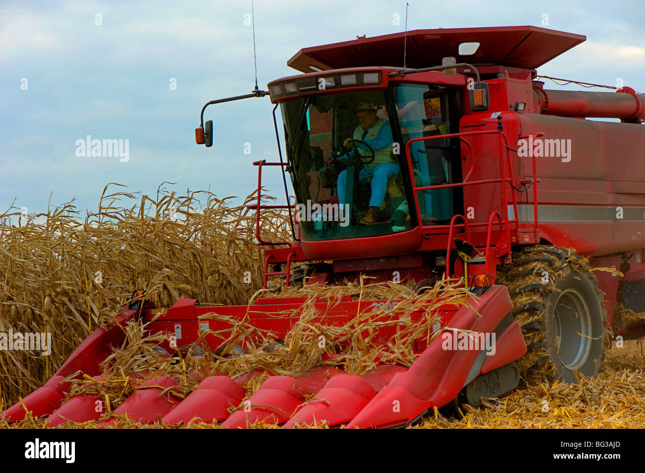 La temporada de cosecha de maíz de campo en Indiana es una carrera para obtener el grano de los campos antes del tiempo trae abajo. Foto de stock