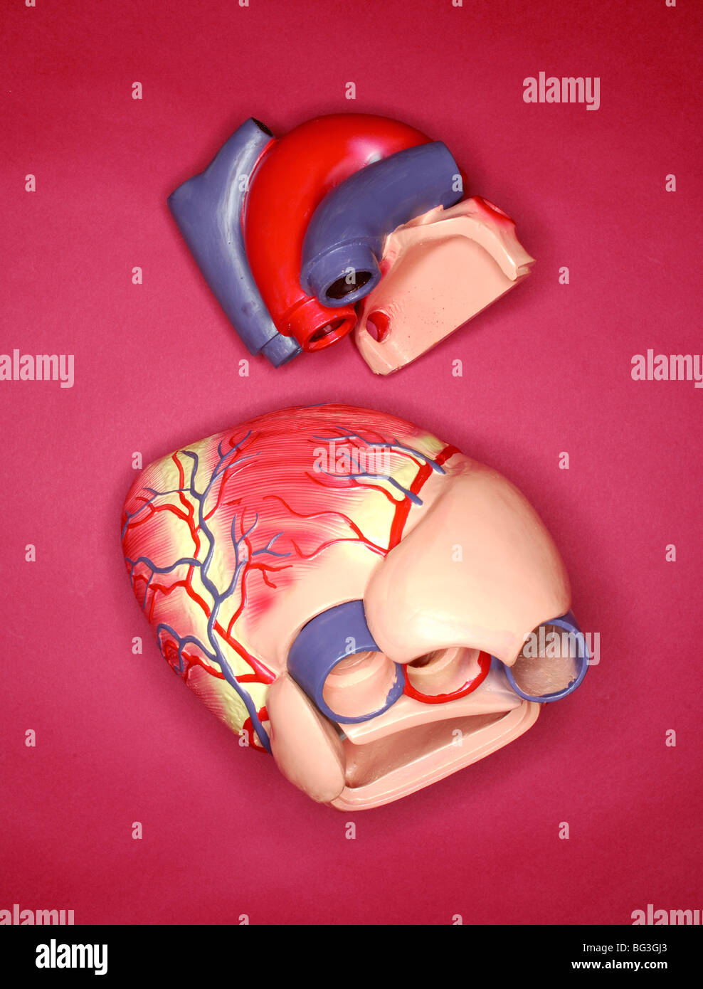El corazon humano y sus partes fotografías e imágenes de alta