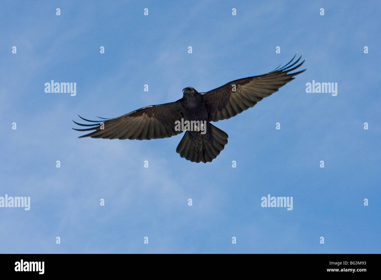 El Cuervo (Corvus corax) en vuelo Foto de stock