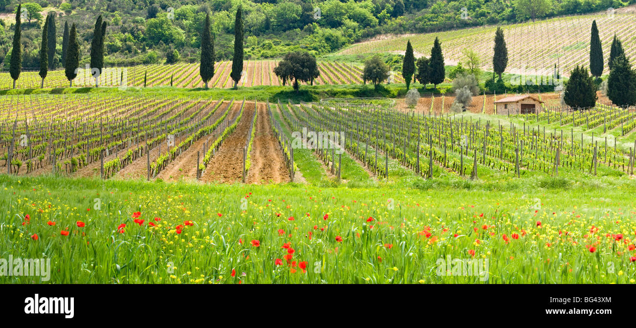 Paisaje Toscano tradicional, Valle de Orcia, Toscana, Italia Foto de stock