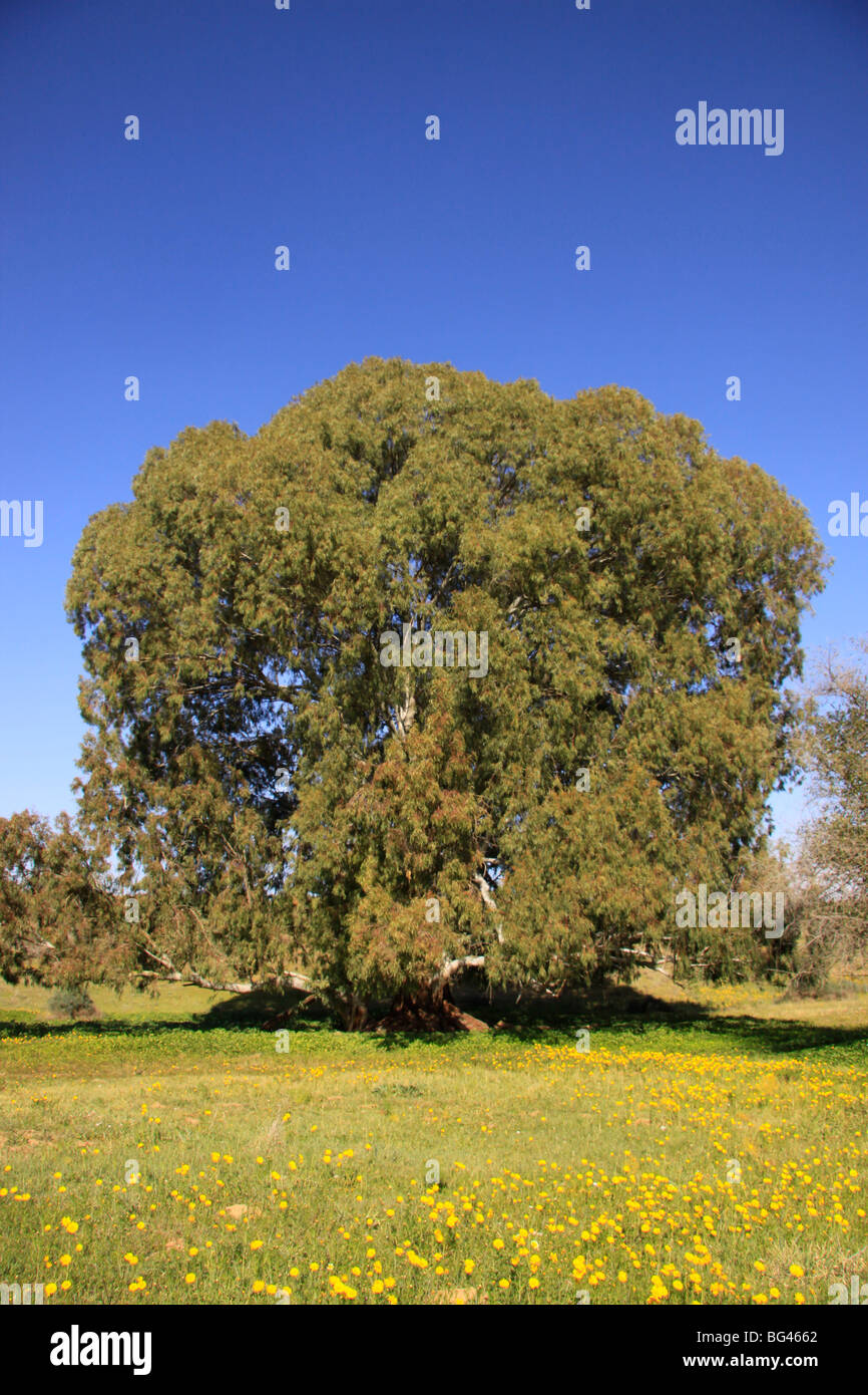 Israel, Llanura Costera, árbol de eucalipto en Wadi Hatzav Foto de stock