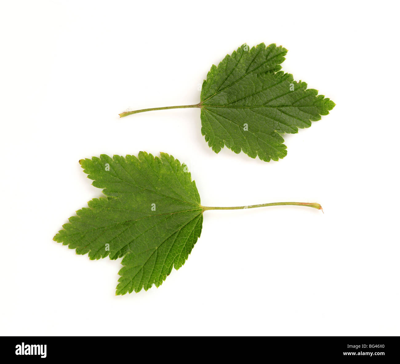 Dos hojas verdes sobre fondo blanco. Foto de stock