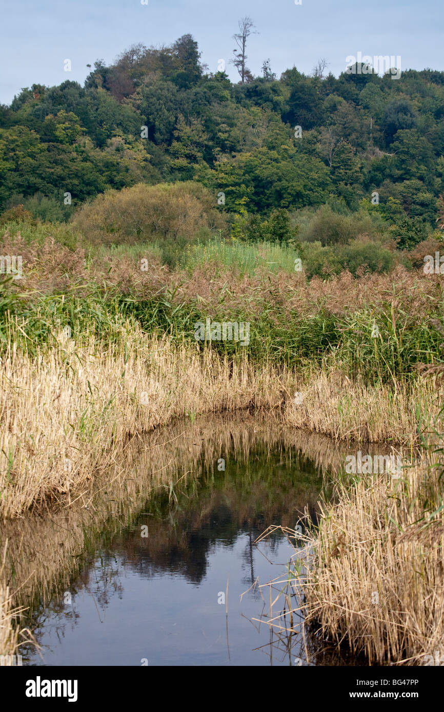 Wildfowl Trust y humedales en Arundel, West Sussex, Inglaterra Foto de stock