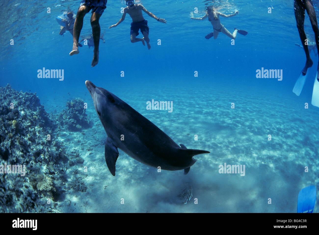 Natación con wild el delfín mular (Tursiops truncatus), Nuweiba, Egipto - El Mar Rojo. Foto de stock