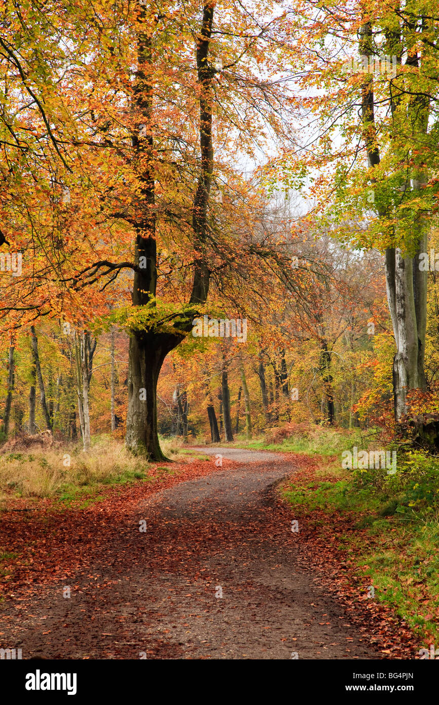Los colores de otoño, Savernake Forest, cerca de Marlborough, Wiltshire, UK Foto de stock