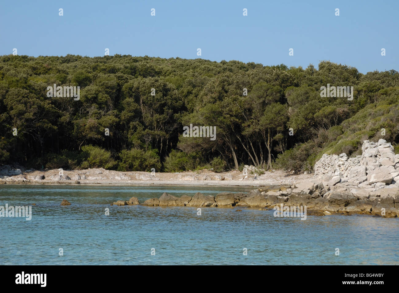 Isla Cres, Bahía Meli (Uvala, Meli), Croacia, la encina (Quercus ilex) bosque y drystone pared sobre la orilla Foto de stock