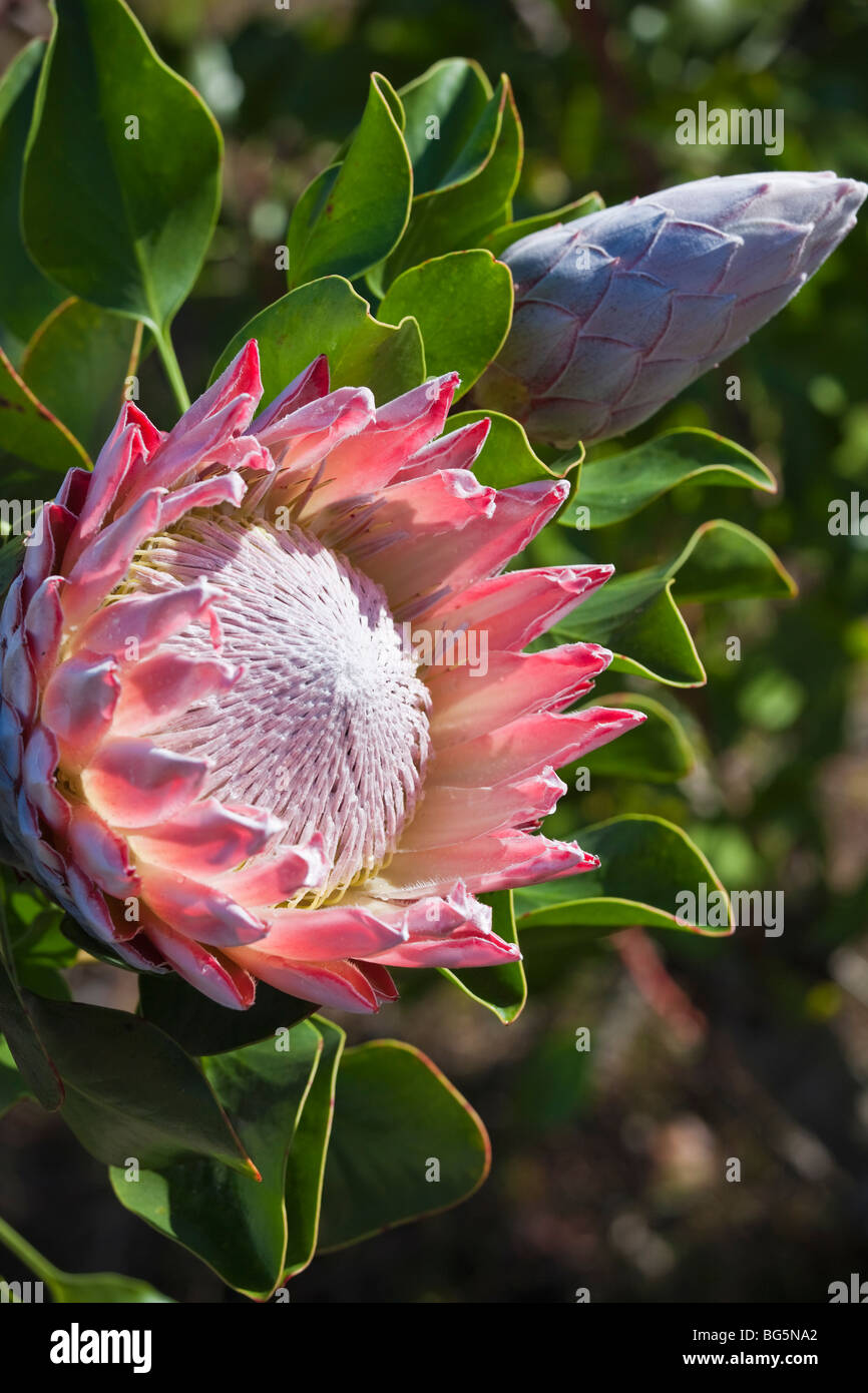 Rey protea bloom en Hawai Foto de stock