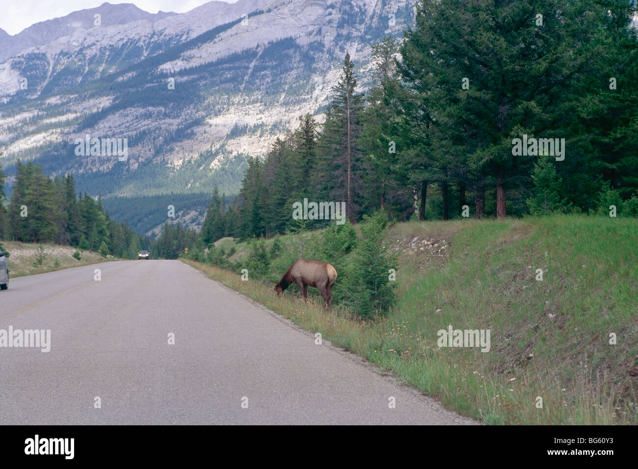 Elk es el pastoreo en la carretera, el Parque Nacional de Jasper, Alberta, Canadá Foto de stock