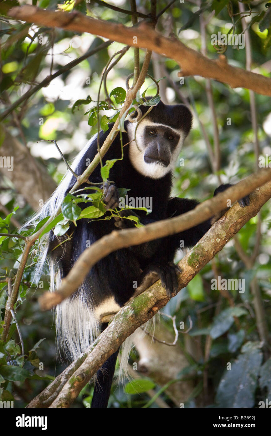 Un mono colobo blanco y negro se esconde en las copas de los árboles de la Reserva Forestal de Kakamega, en el oeste de Kenia. Foto de stock