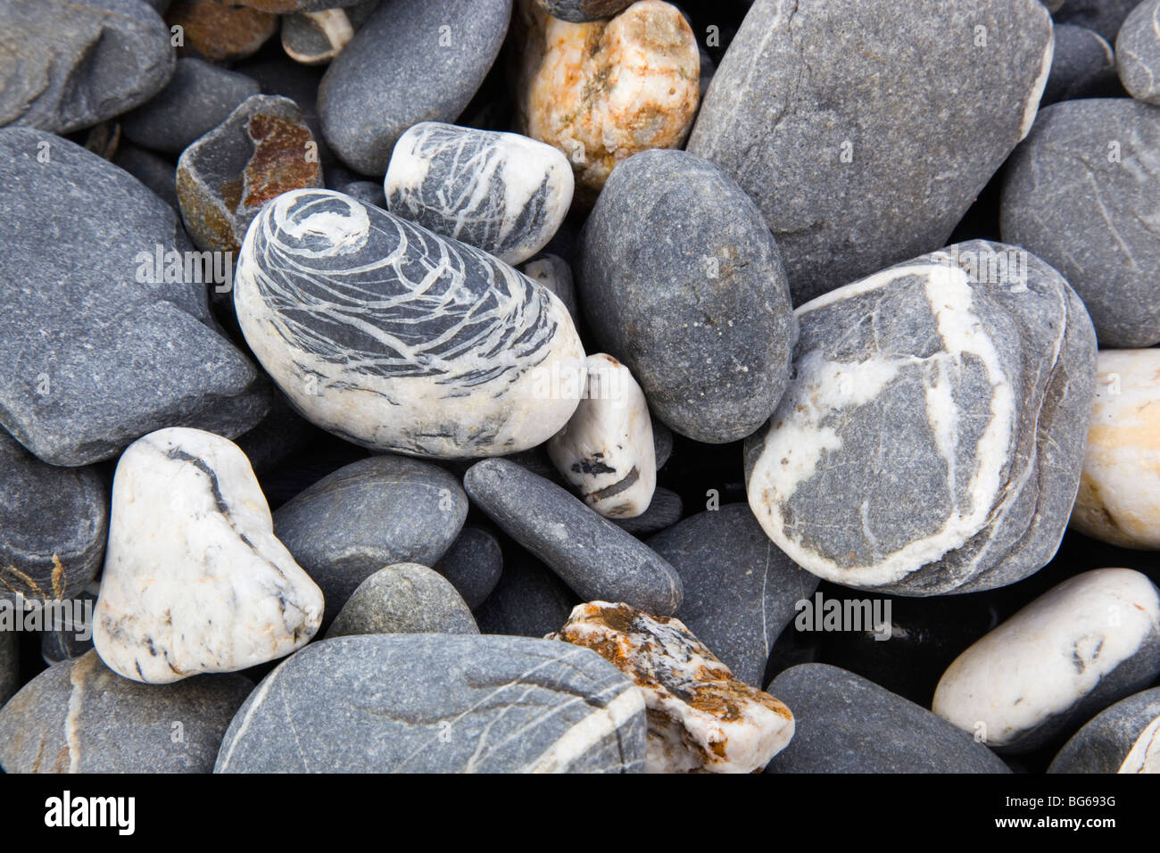 En pizarras y esquistos cuarzo guijarros; en la playa por la estrangula; Crackington Haven; Cornwall Foto de stock