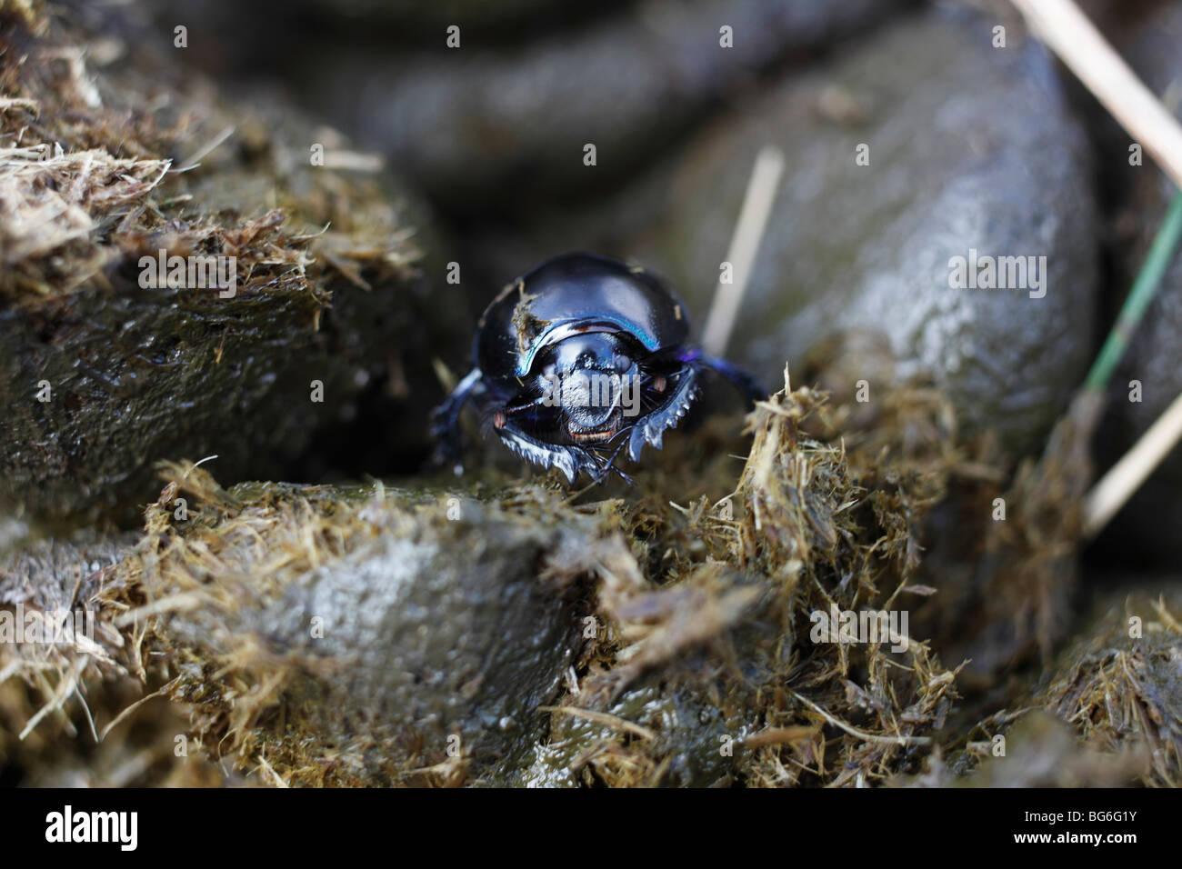 Dor escarabajo (geotropes stercorianus) alimentándose de estiércol de caballo vista lateral Foto de stock