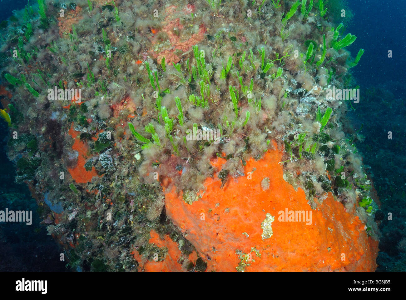 Cama de caulerpa sobre los fondos en el mar Mediterráneo. Foto de stock