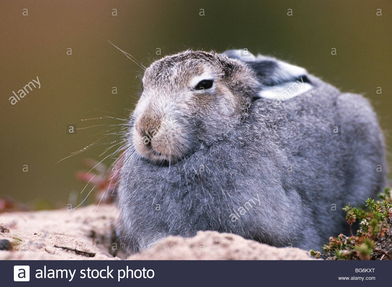 Alaska. La liebre ártica (Lepus timidus), colores de verano Foto ...