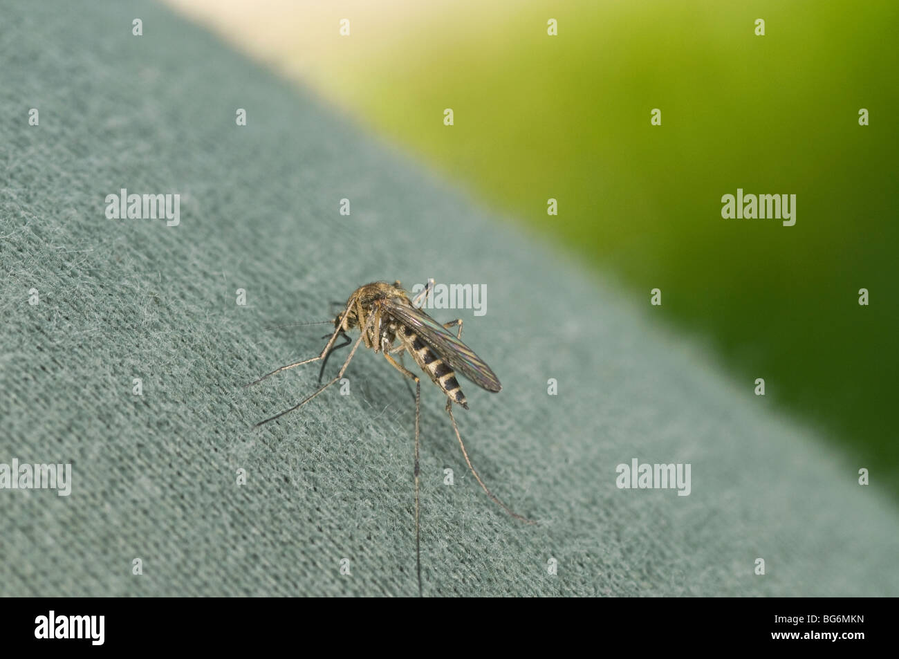 Italia, Piamonte, Oulx (a), un mosquito Foto de stock
