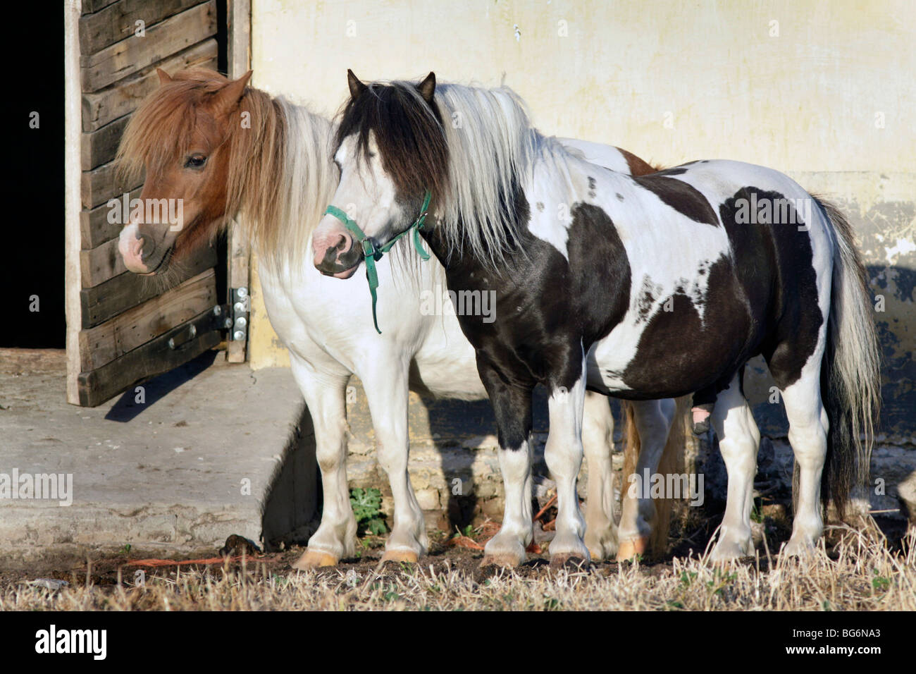 Dos ponis galeses en una granja cerca de Ceres en Sudáfrica Foto de stock