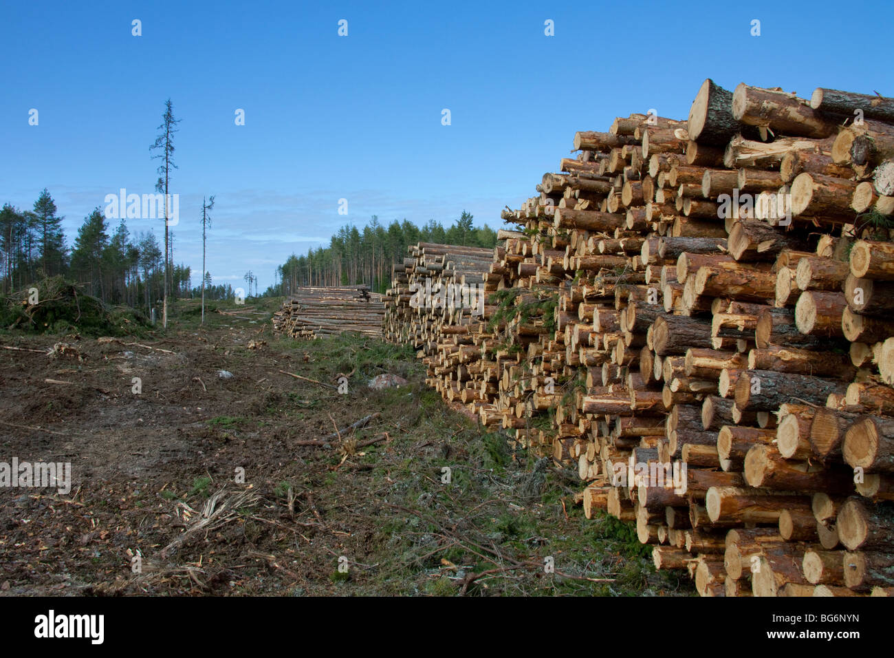 Industria maderera mostrando montón de cortar troncos / árboles / madera procedente de bosques de pino, Suecia Foto de stock
