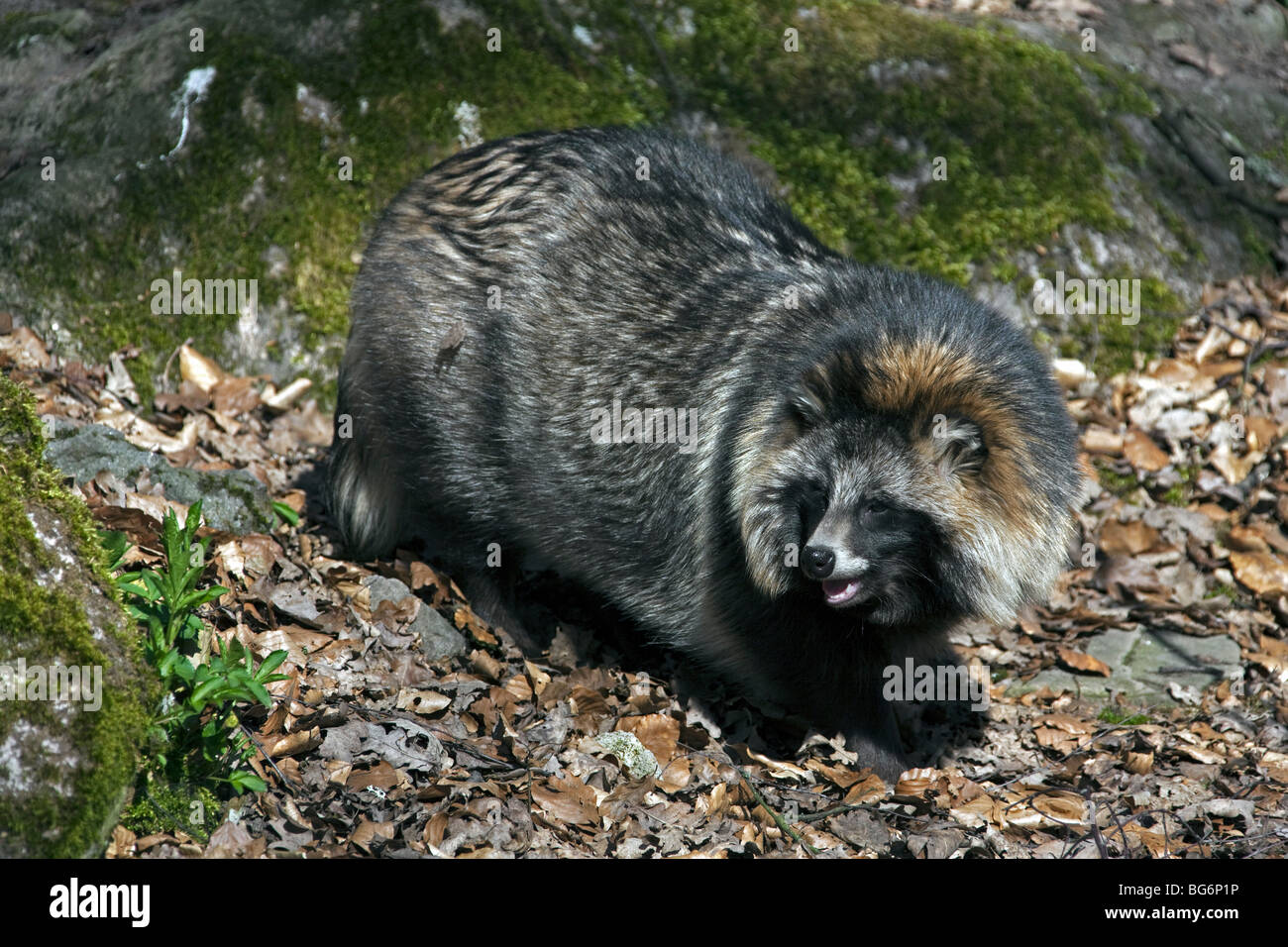Perro mapache (Nyctereutes procyonoides) Especies invasoras en Alemania, indígenas de Asia Oriental Foto de stock