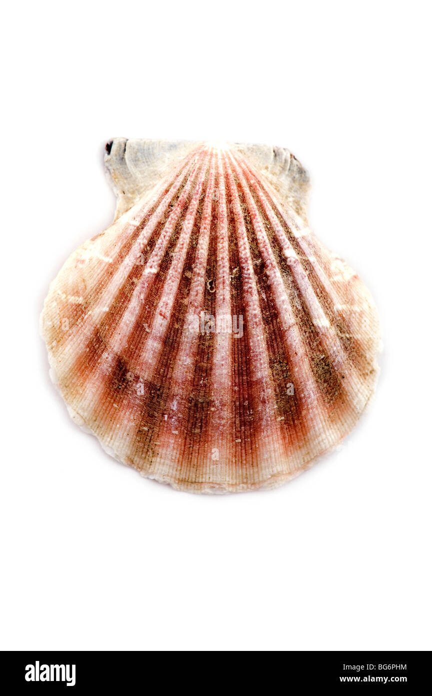 Objeto en blanco - conchas de mar cerrar Foto de stock