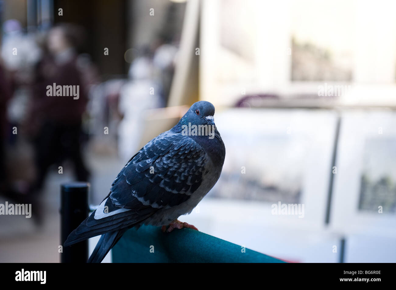 Una paloma salvaje posado sobre un pasamanos en Londres. Foto por Gordon Scammell Foto de stock