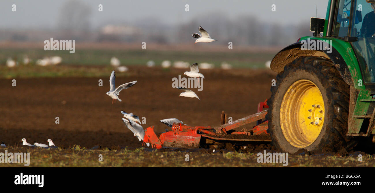 Tractor cultivando el campo con gaviotas siguiente Foto de stock
