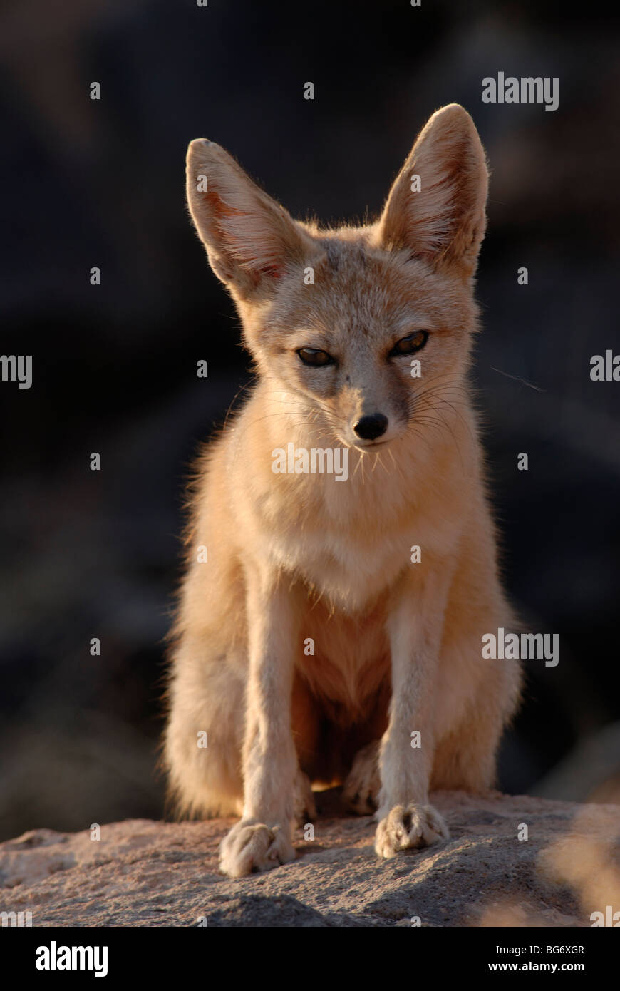 Fotografía de Stock de un kit fox sentado sobre una roca en la luz dorada, al suroeste de Utah. Foto de stock