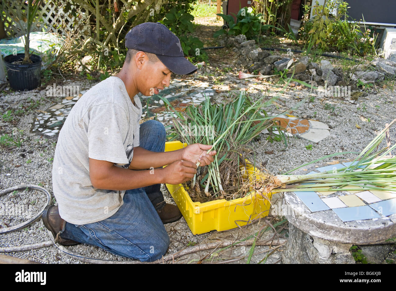 Trabajador separa el limoncillo sobre CSA (Community Supported Agriculture) finca en el Redland zona al sur de Miami, Florida. Foto de stock