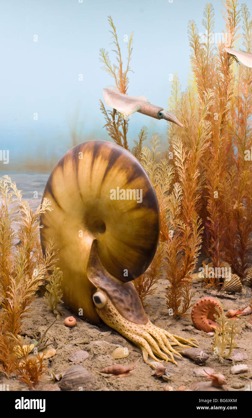 Ammonites son rectos y en espiral-bombardearon los moluscos que se extinguió al final del período Cretácico, hace 65 millones de años Foto de stock