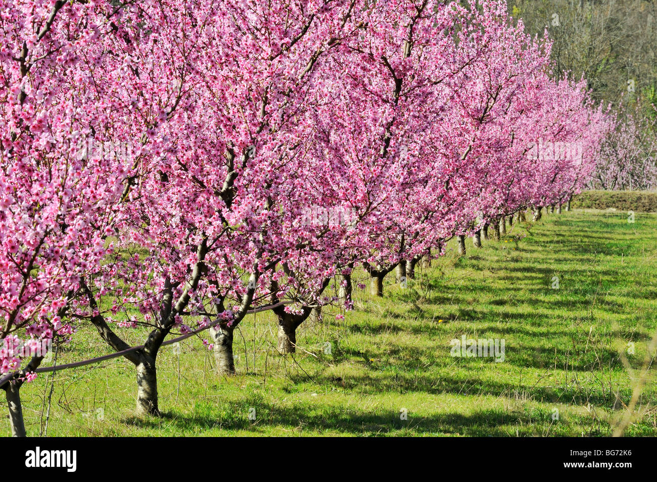 Árboles de durazno y flores, Rosellón, Francia Fotografía de stock - Alamy