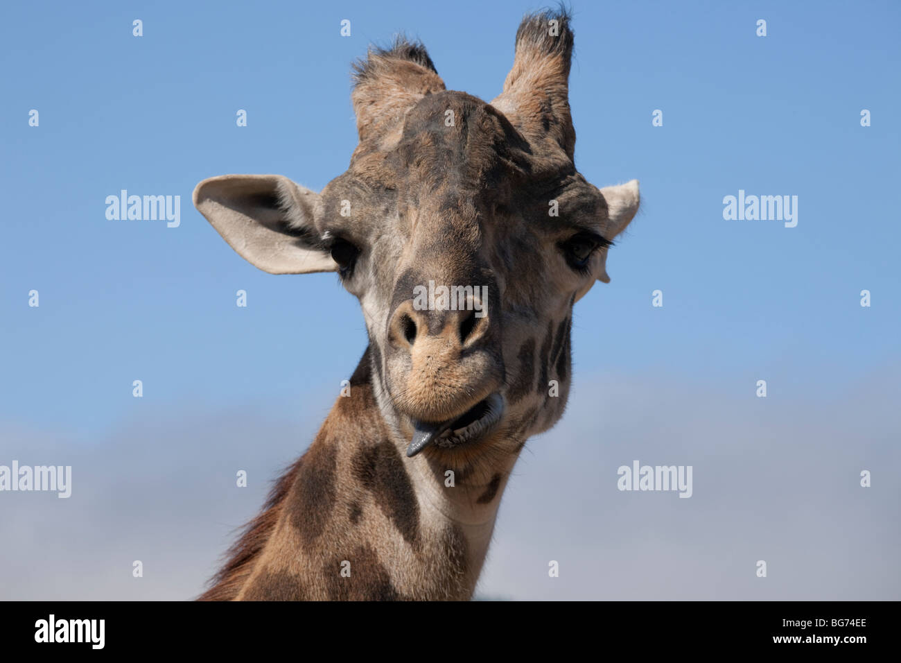 Primer plano de una jirafa, con su lengua colgante, en Safari West preservar la vida silvestre en las colinas de Santa Rosa, California, USA. Foto de stock