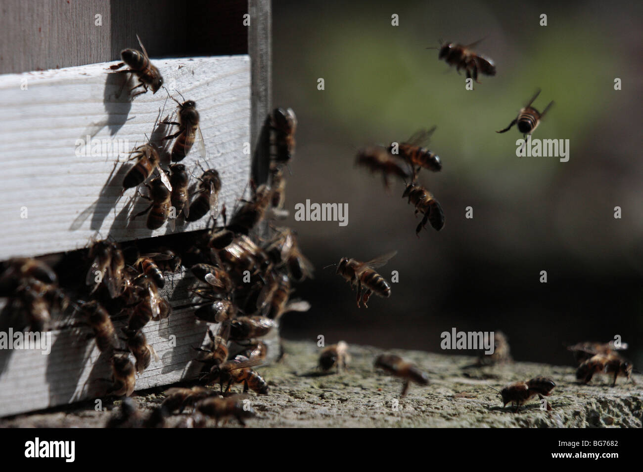 Las abejas entrando en una colmena. Foto de stock