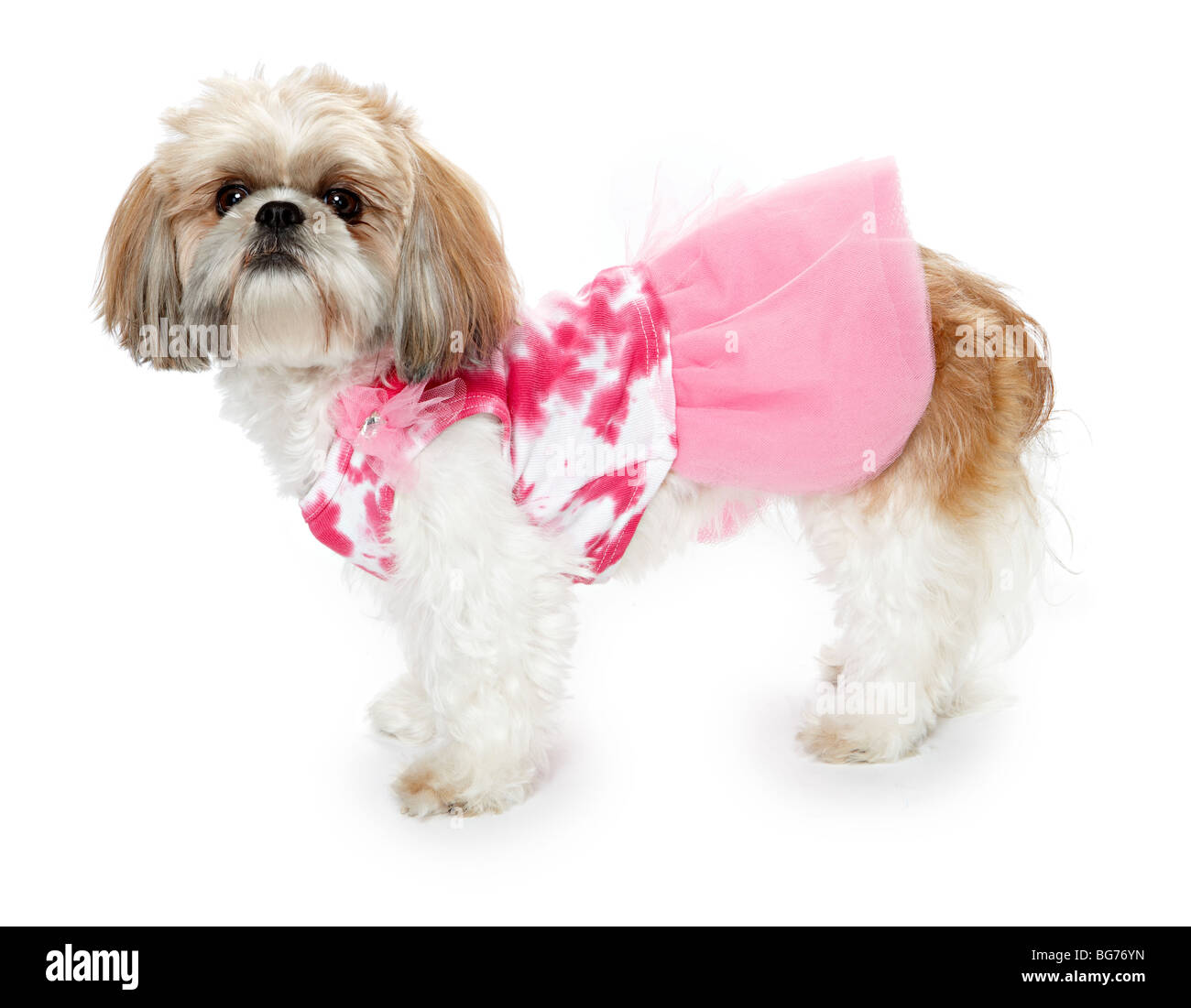 Shitsu Shih Tzu perro en traje rosa ropa Fotografía de stock - Alamy