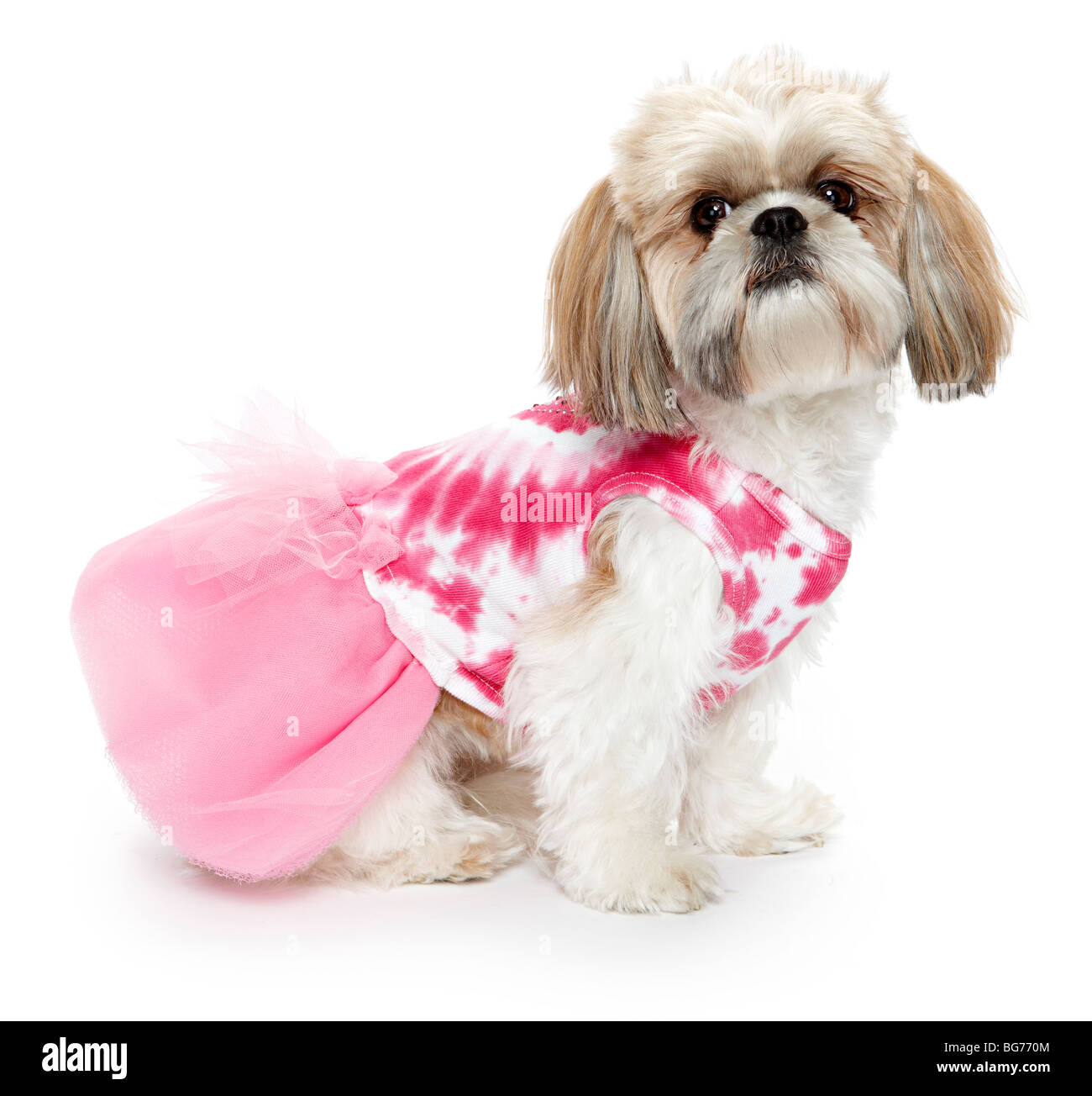 Shitsu Shih Tzu perro en traje rosa ropa de stock - Alamy