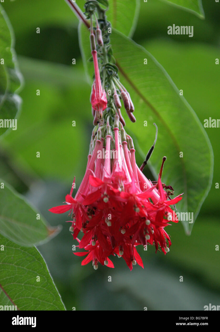 Fuchsia boliviana fotografías e imágenes de alta resolución Alamy