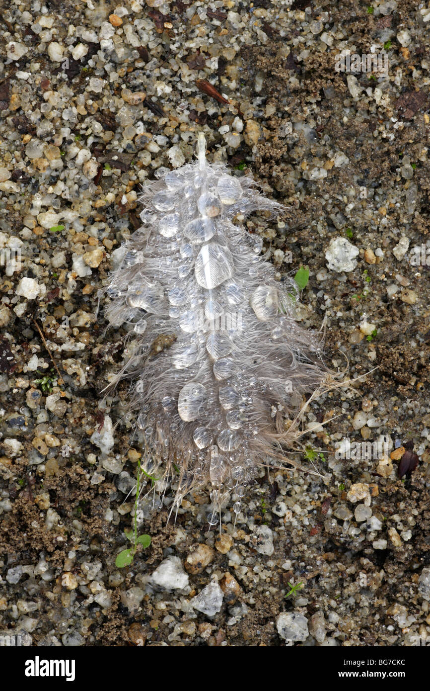 Folha branca caída na gravilha, pelo orvalho molhada matinal. Foto de stock