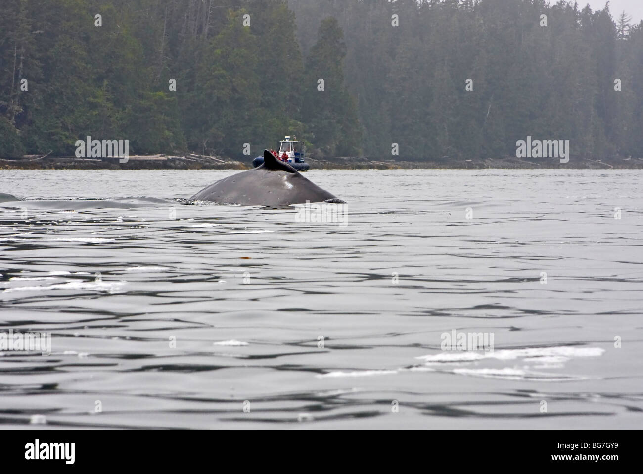 Avistamiento de ballenas barco enfoques como la ballena jorobada (Megaptera novaeangliae) superficies fuera de la isla de Vancouver, Canadá Foto de stock