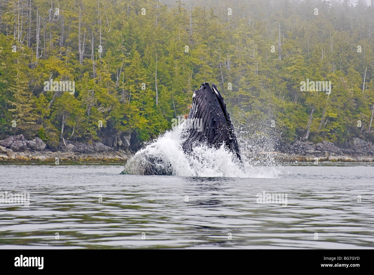 30 toneladas, la ballena jorobada (Megaptera novaeangliae) salta del agua mientras se alimenta con carnada pequeños fuera de la isla de Vancouver, Canadá Foto de stock