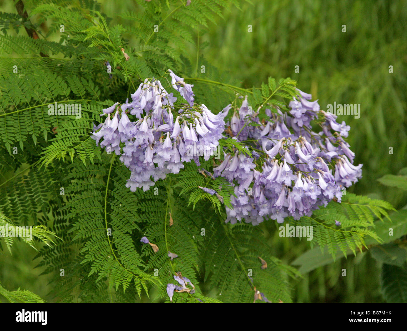 Azul, Jacaranda mimosifolia Jacaranda, Bignoniaceae, América del Sur