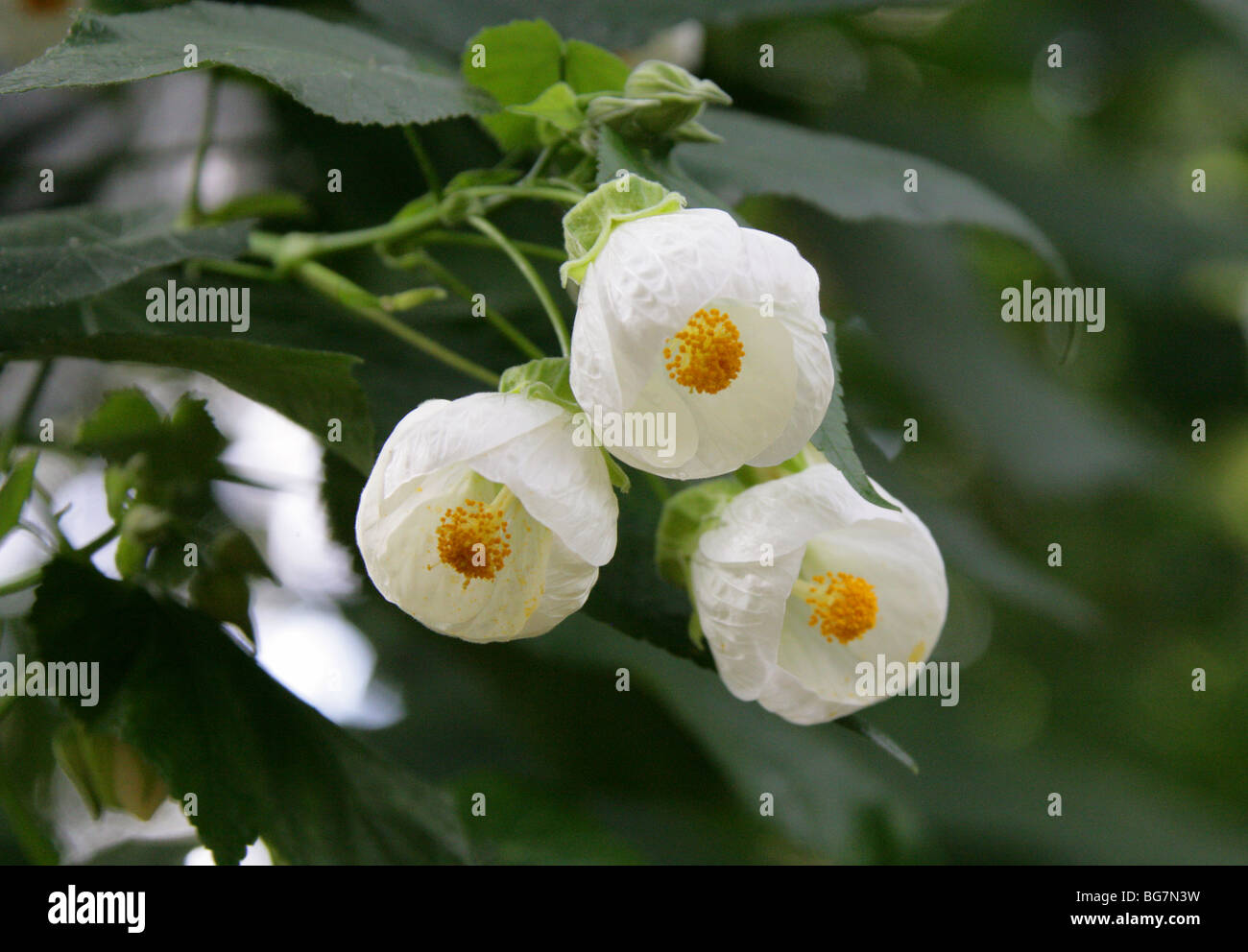 Abutilon, Flor De La Campana China, Linterna China, Malvaina O Mallow Indio, Abutilon 'Boule De Neige', Malvaceae. China, Asia Foto de stock