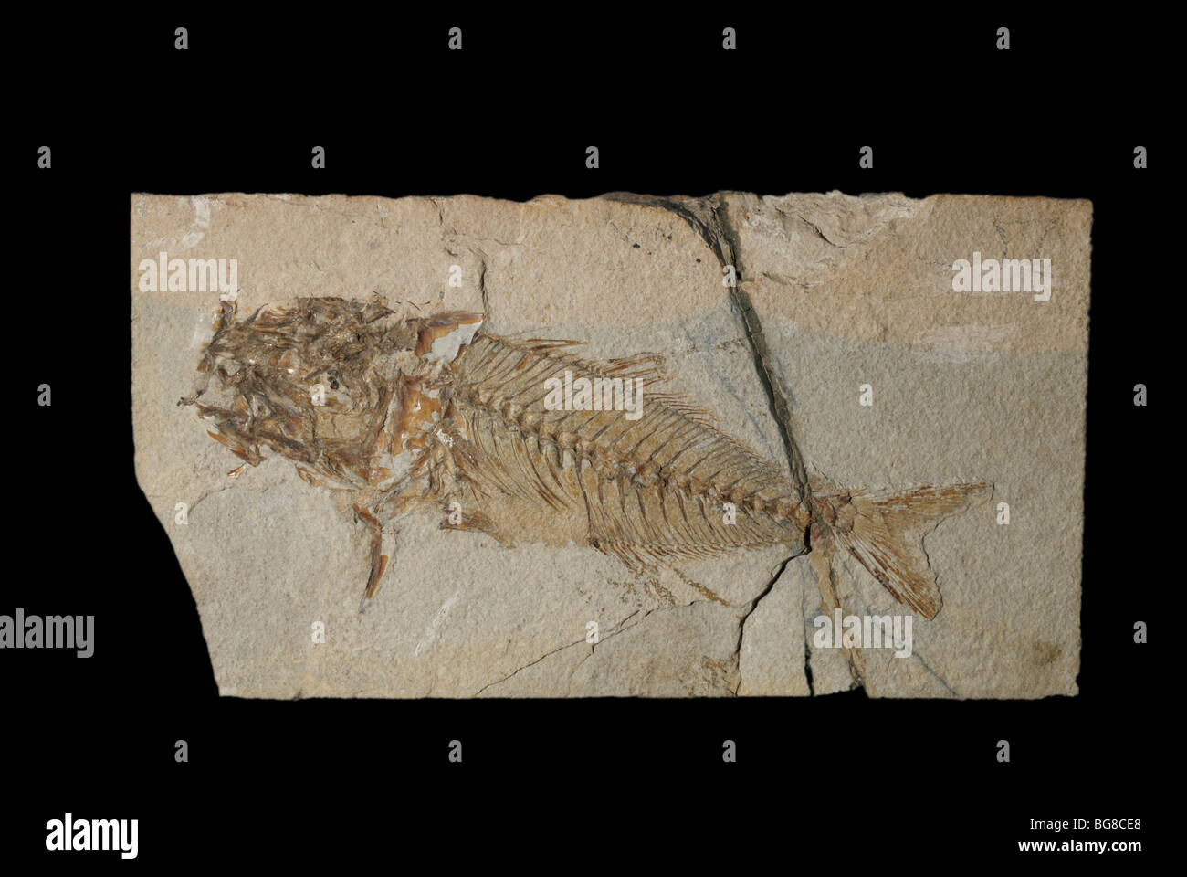 Fósil de pez cirujano, Acanthurus sp., desde el eoceno Foto de stock