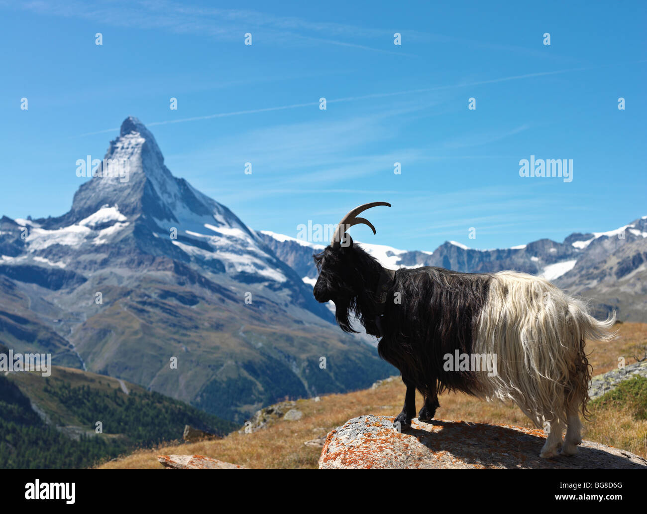 Suiza, Valais, Zermatt,cabra de montaña con el Matterhorn en segundo plano. Foto de stock