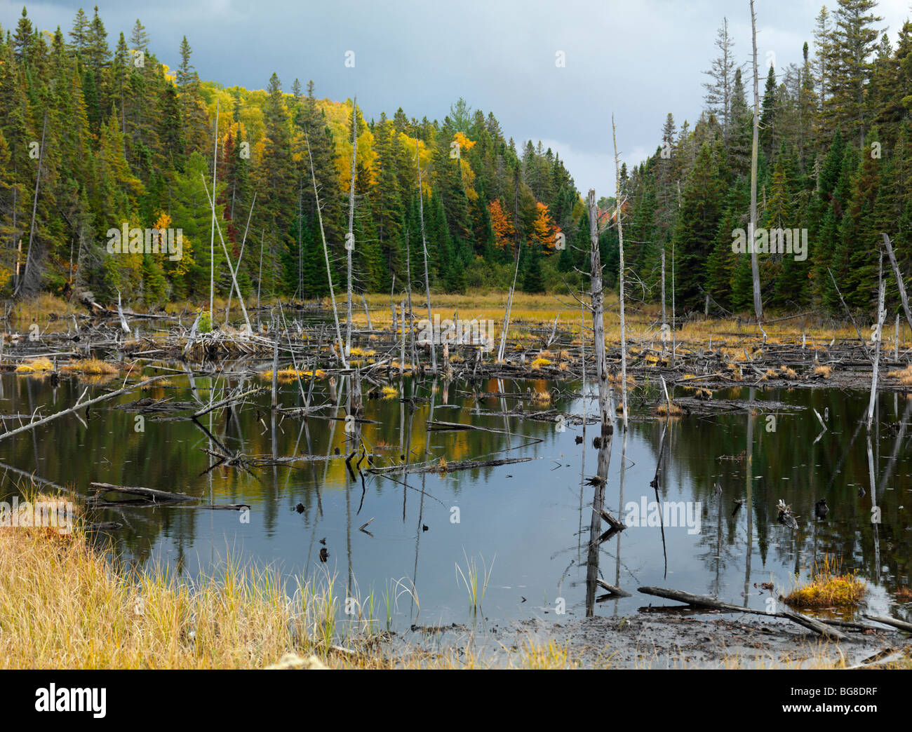 Ahogó los árboles caen paisaje natural de humedal. El Algonquin Provincial Park, Ontario, Canadá. Foto de stock