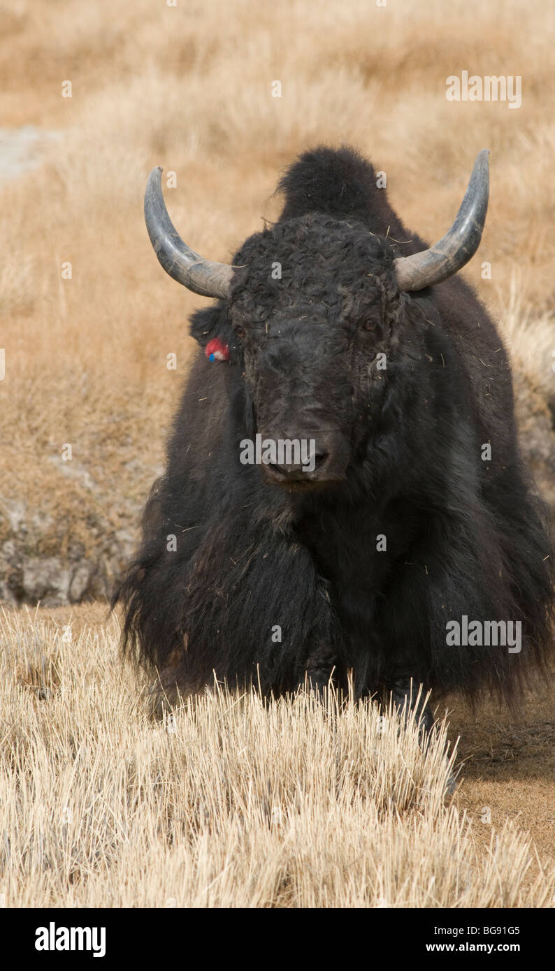 Un macho negro yak tibetano Foto de stock