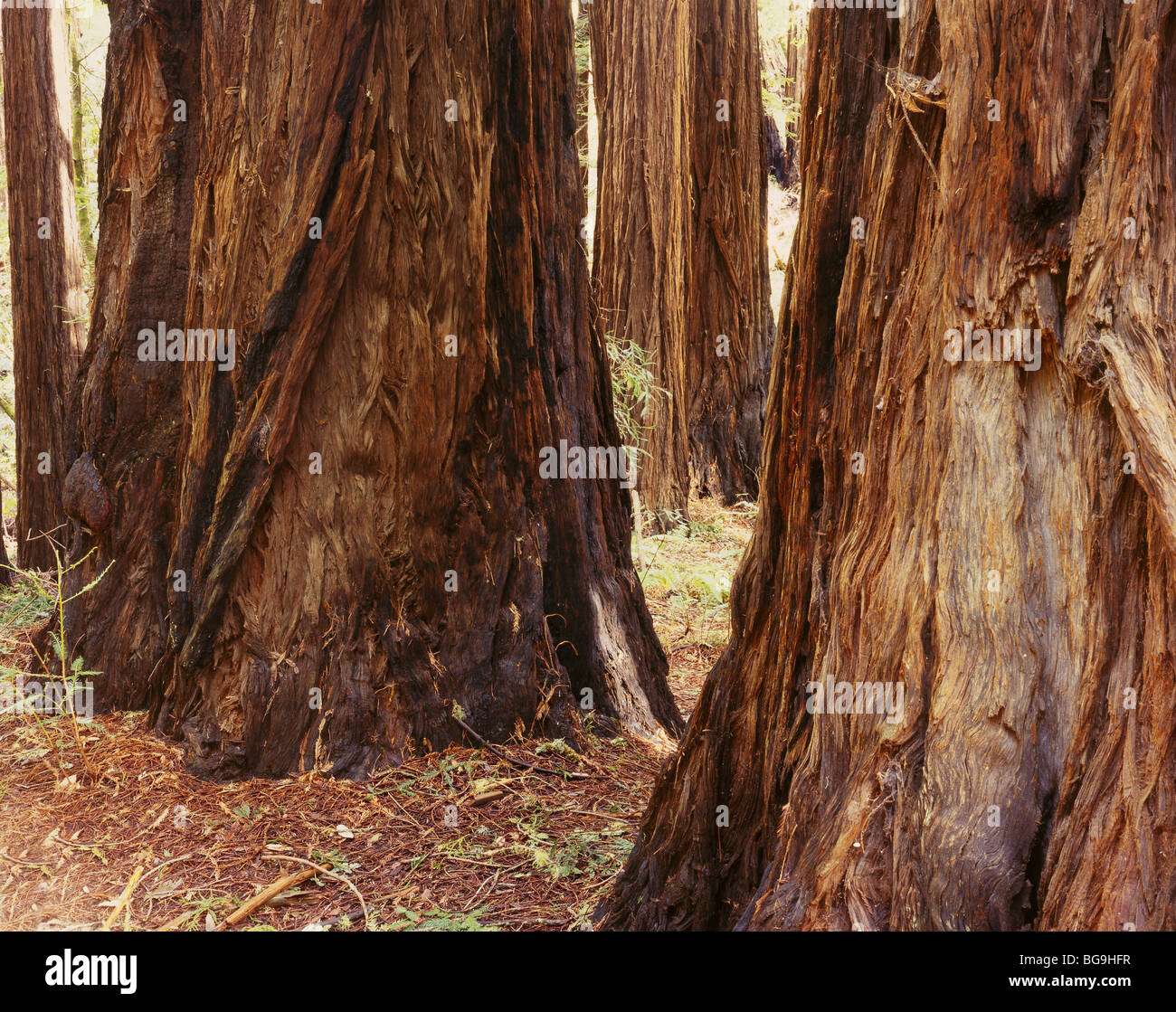 - Secoyas de California en el Monumento Nacional Muir Woods. Foto de stock